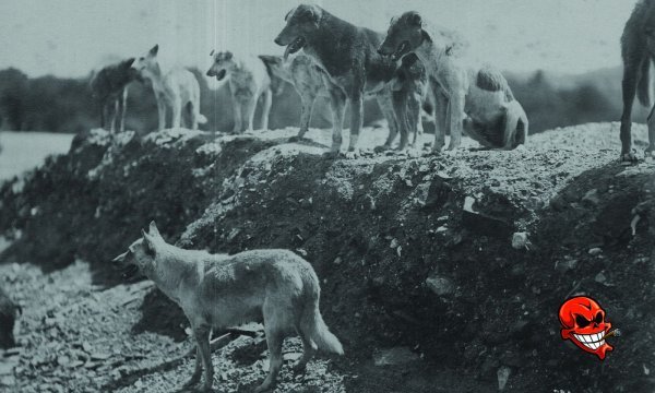 Ölüme Gönderilen 80 Bin Köpek