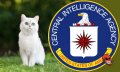 CIA’ya Çalışan Kediler